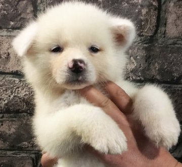 秋田犬【茨城県・男の子・2018年3月28日・白】の写真「秋田犬☆男の子☆元気にﾖﾁﾖﾁ歩いてます♪」