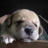柴ビー(ビーグル×柴犬)【茨城県・男の子・2024年9月23日・赤】の写真4