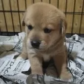 柴ビー(ビーグル×柴犬)【茨城県・男の子・2024年9月23日・赤】の写真5「キョトンとお座りしています(*´ー｀*)」