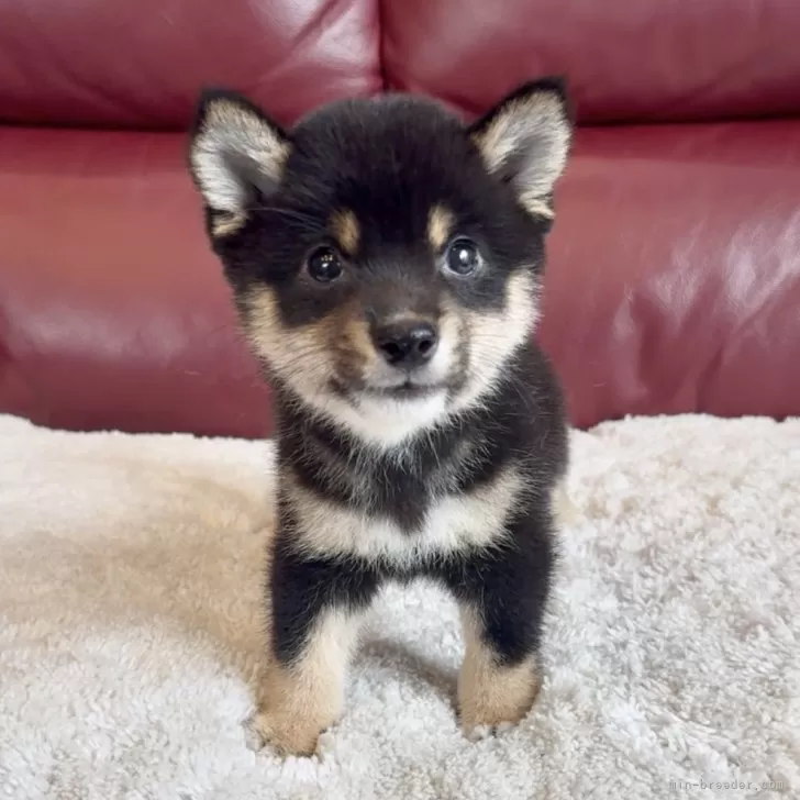 ID：2507-01572の子犬