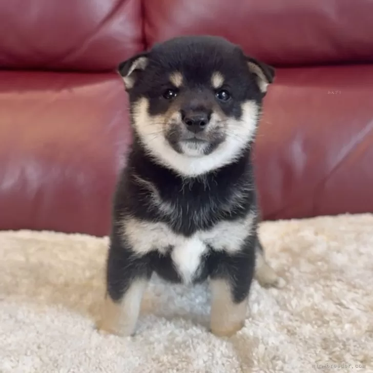 ID：2509-05707の子犬