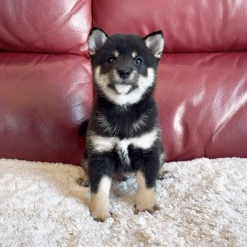 豆柴【福岡県・男の子・2025年9月1日・黒】の写真「胸にエンジェル👼がいる凛々しい美男子くん✨」