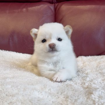 大分県の豆柴のブリーダーを探す 全11件 11 ～ 11件目を表示