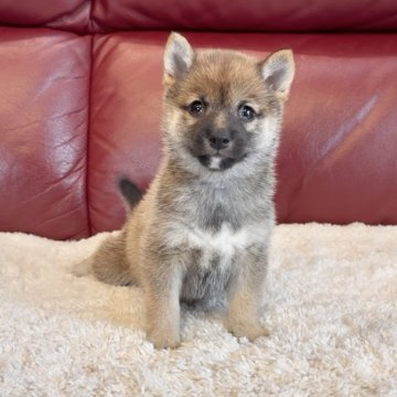 柴犬(豆柴)【福岡県・女の子・2025年9月20日・赤】の写真「極小サイズで赤胡麻な女の子✨」