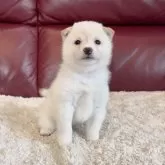 豆柴