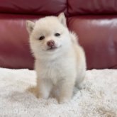 柴犬(豆柴)