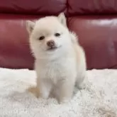 豆柴