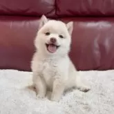豆柴