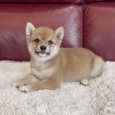 柴犬(豆柴)