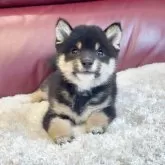 豆柴