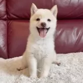 豆柴