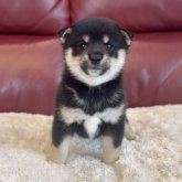 柴犬(豆柴)