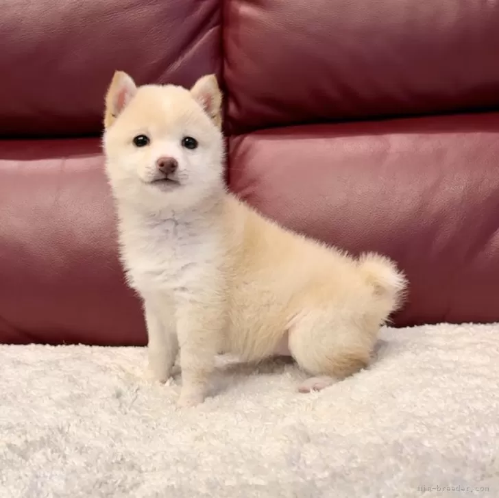 ID:2312-01282の子犬