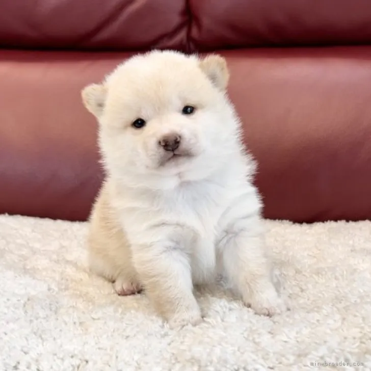 ID：2302-00201の子犬