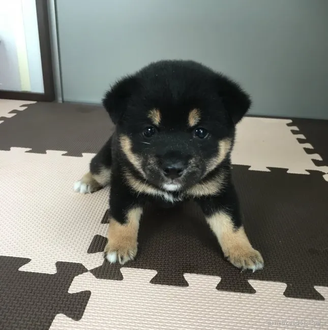 達也 様のお迎えした子犬