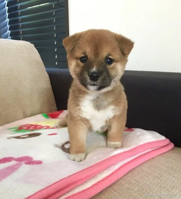 ID：1710-00873の子犬