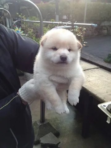 ID：1504-00775の子犬