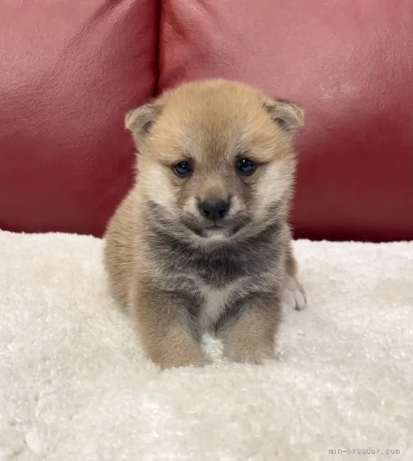 ID:2108-04021の子犬