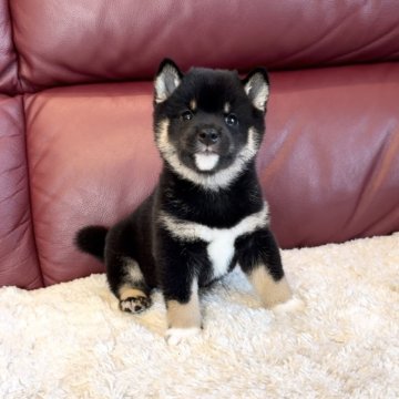 柴犬(豆柴)【福岡県・男の子・2024年6月26日・黒】の写真「まんまるお目々のタヌキ顔男子✨」