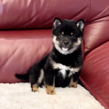 柴犬(豆柴)【福岡県・男の子・2023年1月17日・黒】の写真「小ぶりで優しい男の子😊」