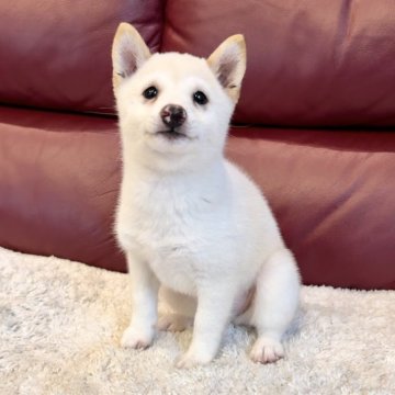 柴犬(豆柴)【福岡県・男の子・2024年7月1日・白】の写真「お目々キラキラ癒しの男の子❤️」