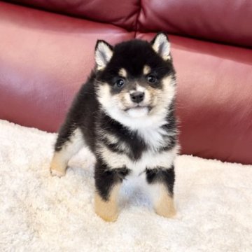 柴犬(豆柴)【福岡県・男の子・2023年1月23日・黒】の写真「元気な激カワ小ぶり男子😍」