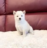 豆柴【福岡県・男の子・2022年8月6日・白】の写真4