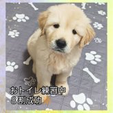 ゴールデンレトリバー
