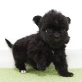 チワプー(チワワ×トイプードル)