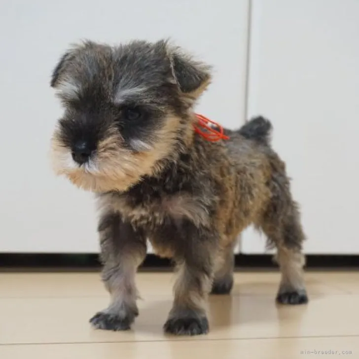 ID:2310-05833の子犬