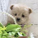 ポメプー(ポメラニアン×トイプードル)【茨城県・女の子・2025年10月5日・アプリコット】の写真10