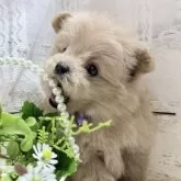 ポメプー(ポメラニアン×トイプードル)【茨城県・女の子・2025年10月5日・アプリコット】の写真11