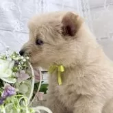 ポメプー(ポメラニアン×トイプードル)【茨城県・女の子・2025年10月5日・アプリコット】の写真11