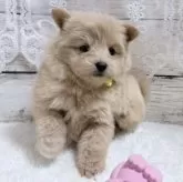 ポメプー(ポメラニアン×トイプードル)【茨城県・女の子・2025年10月5日・アプリコット】の写真12