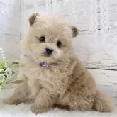 ポメプー(ポメラニアン×トイプードル)【茨城県・女の子・2025年10月5日・アプリコット】の写真13