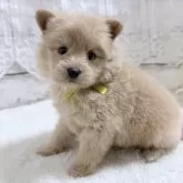 ポメプー(ポメラニアン×トイプードル)【茨城県・女の子・2025年10月5日・アプリコット】の写真14