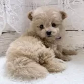 ポメプー(ポメラニアン×トイプードル)【茨城県・女の子・2025年10月5日・アプリコット】の写真15