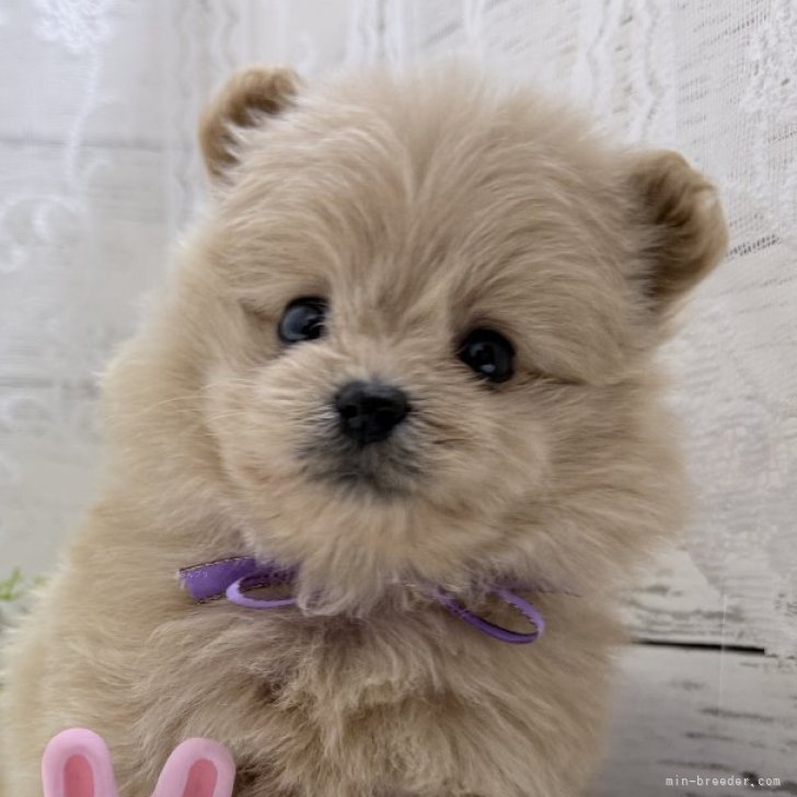 ブリーダー画像