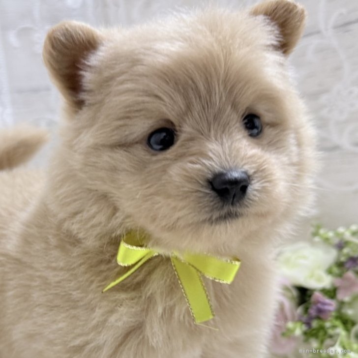 ブリーダー画像