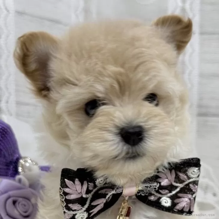ID:2504-06661の子犬