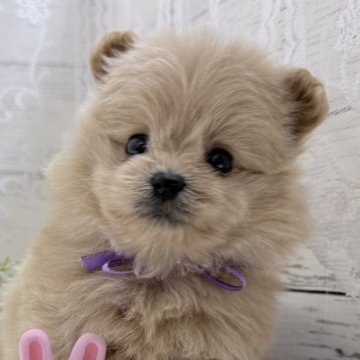 ポメプー(ポメラニアン×トイプードル)【茨城県・女の子・2025年10月5日・アプリコット】の写真「まんまるおめめの癒し系ガール💕」