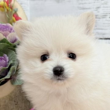 ポメラニアン【茨城県・男の子・2024年11月22日・ホワイト】の写真「🩵新年初可愛い🩵控えめに言って最高です👏🏻」