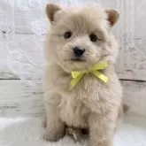 ポメプー(ポメラニアン×トイプードル)【茨城県・女の子・2025年10月5日・アプリコット】の写真3