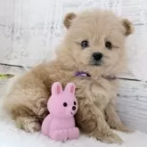 ポメプー(ポメラニアン×トイプードル)【茨城県・女の子・2025年10月5日・アプリコット】の写真4