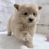 ポメプー(ポメラニアン×トイプードル)【茨城県・女の子・2025年10月5日・アプリコット】の写真4