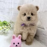 ポメプー(ポメラニアン×トイプードル)【茨城県・女の子・2025年10月5日・アプリコット】の写真5