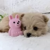 ポメプー(ポメラニアン×トイプードル)【茨城県・女の子・2025年10月5日・アプリコット】の写真7