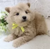 ポメプー(ポメラニアン×トイプードル)【茨城県・女の子・2025年10月5日・アプリコット】の写真8