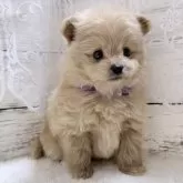 ポメプー(ポメラニアン×トイプードル)【茨城県・女の子・2025年10月5日・アプリコット】の写真9