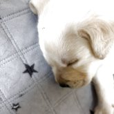 ラブラドールレトリバー